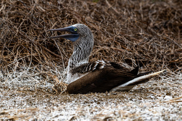 Blue-footed Booby (sula nebouxii) on Isla de la Plata, Ecuador