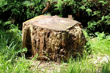 Rectangle looking tree stump left from tall old tree destroyed with termites left in local public park surrounded with uncut grass and hedge