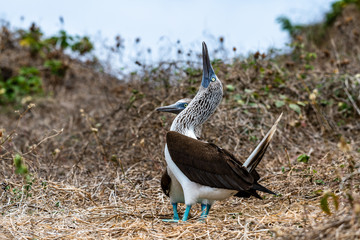 Blue-footed Booby (sula nebouxii) on Isla de la Plata, Ecuador