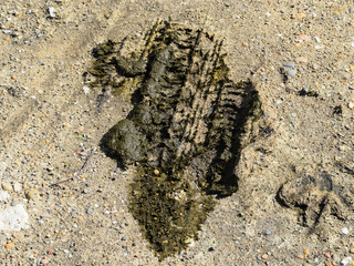 Cow dung crushed by the wheel