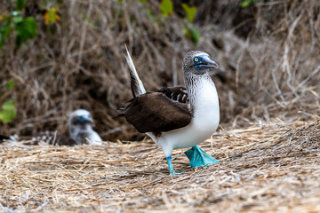 Blue-footed Booby (sula nebouxii) on Isla de la Plata, Ecuador