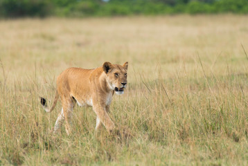 A lioness walking in the plains of Africa inside Masai Mara National Reserve during a wildlife safari