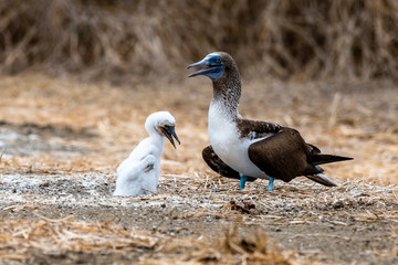 Blue-footed Booby (sula nebouxii) on Isla de la Plata, Ecuador