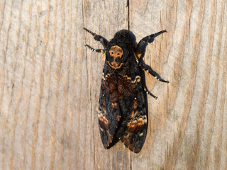 Dead head. The large butterfly belonging to family of brazhnik.