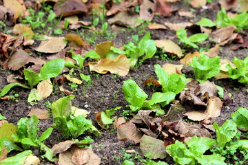 Rows of young Lettuce or Lactuca sativa annual organic plants planted in local home garden surrounded with wet soil and fallen brown leaves on warm sunny autumn day
