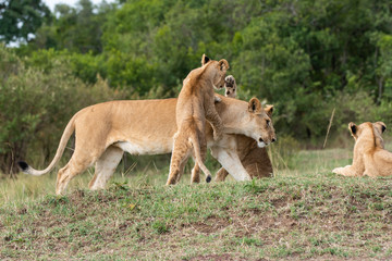 Fototapeta na wymiar Lion cubs playing with mother in the plains of Africa inside Masai Mara National Reserve during a wildlife safari
