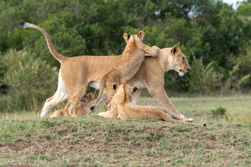Lion cubs playing with mother in the plains of Africa inside Masai Mara National Reserve during a wildlife safari