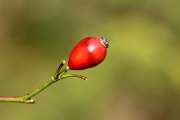 Side view of single Rose hip or Rosehip or Rose haw or Rose hep accessory orange to red fruit of rose plant growing from one branch planted in local home garden on warm sunny autumn day