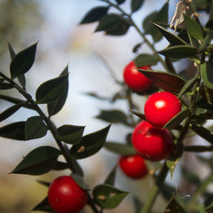Butcher's Broom branches with ripe red berries in to the forest on a sunny day. Ruscus aculeatus bush on winter season