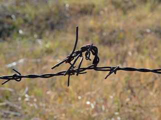 barbed wire on a background