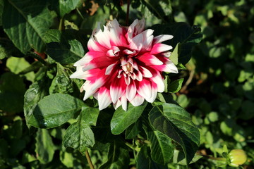 Single Dahlia bushy tuberous herbaceous perennial plant with large composite flower head with open blooming dark red and white central disc florets and surrounding ray florets surrounded with dark