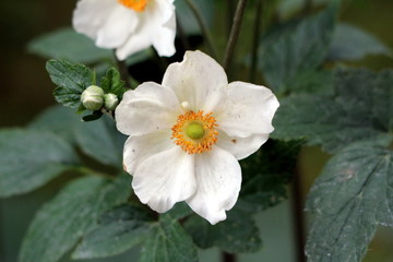 Single Japanese anemone or Anemone hupehensis or Thimbleweed or Windflower or Chinese anemone or Anemone hybrida flowering plant with open blooming flower containing white sepals and prominent yellow 