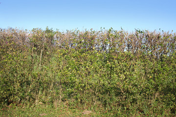 Fototapeta na wymiar Common privet hedge against blue sky on winter season. Ligustrum vulgare tree in the garden 
