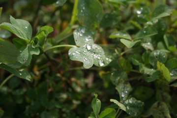 Fresh green Alfalfa plants in the field covered by raindrops or dew.  Medicago sativa cultivation