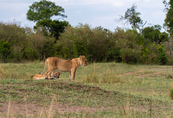 Lion cubs playing in the plains of Africa inside Masai Mara National Reserve during a wildlife safari