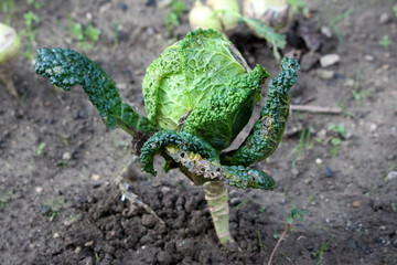 Single Kale or Leaf cabbage hardy cool season annual green vegetable plant with thick dark green...