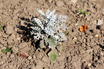 Silver ragwort or Jacobaea maritima or Senecio cineraria or Dusty miller perennial evergreen shrub plant with slightly lobed leaves covered with silvery grey fleece planted in local home garden