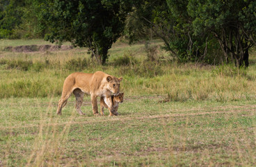 Fototapeta na wymiar Lion cubs playing in the plains of Africa inside Masai Mara National Reserve during a wildlife safari