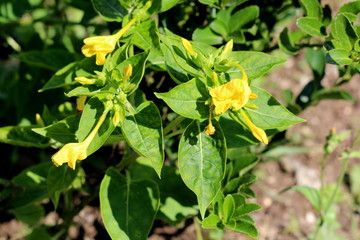 Small bush of Marvel of Peru or Mirabilis jalapa or Four oclock flower or Beauty of the night or Coat of many colours long lived perennial herb plants with closed and partially open tubular