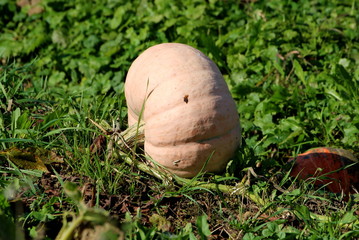 Single pale pumpkin ready for picking growing in local home garden surrounded with leaves and small grass on warm sunny autumn day