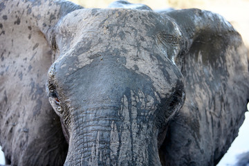 Elephant in Mana Pools National Park, Zimbabwe