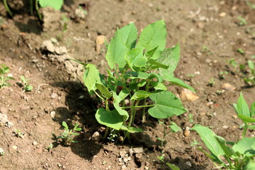 Small organic Common bean or Phaseolus vulgaris or Green bean or French bean herbaceous annual plant with light dense green leaves growing in local home garden surrounded with dry soil on warm sunny