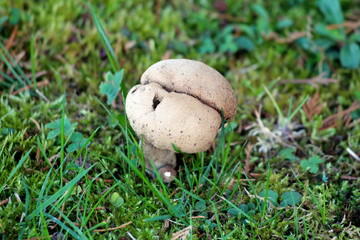 Split small hairy grey and white mushroom with rounded top and hole on one side growing in family house backyard surrounded with uncut grass on warm sunny autumn day