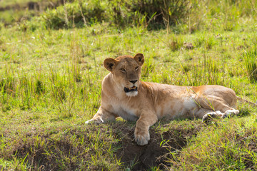 A lioness relaxing in the grasslands of africa inside Masai Mara National Reserve during a wildlife safari