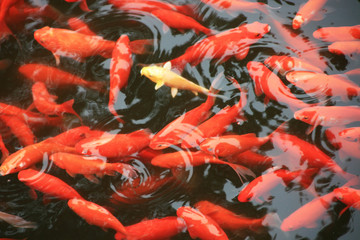 Obraz na płótnie Canvas Koi swimming in the pond