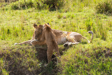 Lion cubs playing in the plains of Africa inside Masai Mara National Reserve during a wildlife safari