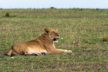 Fototapeta na wymiar A lioness relaxing in the grasslands of africa inside Masai Mara National Reserve during a wildlife safari