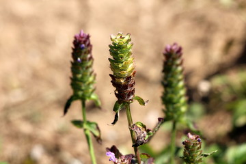 Three Heal all or Prunella vulgaris or Common self heal or Heart of the earth or Carpenters herb or Brownwort or Blue curls edible herbaceous plants with club like square whirled cluster