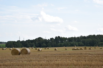 Fototapeta premium field with haystacks. pastoral.