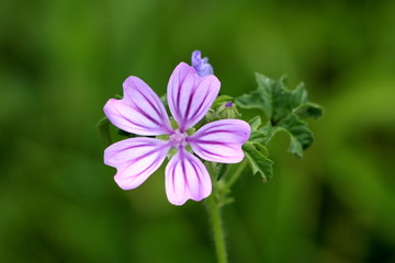 Top view of Common mallow or Malva sylvestris or Cheeses or High mallow or Tall mallow spreading herb plant with closed flower bud and bright pinkish purple with dark stripes flower