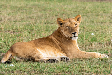 Fototapeta na wymiar A lioness relaxing in the grasslands of africa inside Masai Mara National Reserve during a wildlife safari