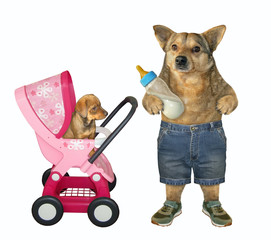 The dog father with a bottle of milk is standing near a pink stroller with its puppy. White...