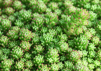 Grünes Sedum