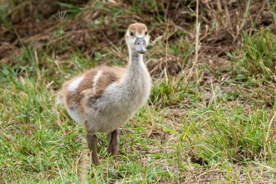 A group of Egyptian goose babies walking in the high grasses inside Masai Mara National Reserve during a wildlife safari