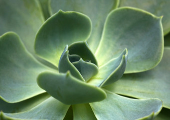 Grüne Echeveria
