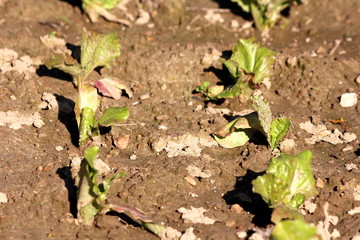 Two rows of young green and partially dark red leaf Lettuce or Lactuca sativa annual organic plants planted in two rows in local home garden surrounded with wet soil on warm sunny autumn day
