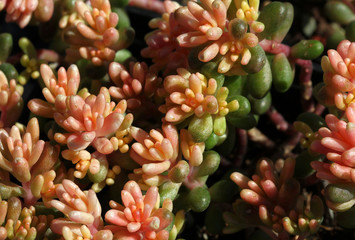 Kleines buntes Sedum