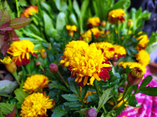 fresh multi color flower put on a flower shop