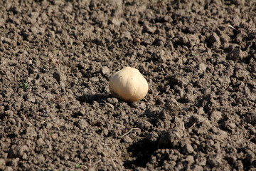 Very small round pale ornamental gourd left in local home garden after picking surrounded with dry soil on warm sunny autumn day