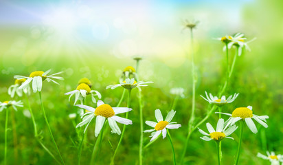 Green meadow with wild flowers in strong sunlight. Wild chamomile, matricaria chamomilla, Nature background. Spring landscape. 