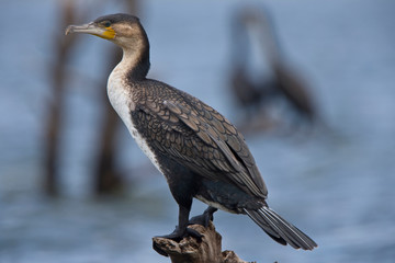 White-breasted Cormorant, (Phalacrocorax lucidus), standing on a tree stump in Lake Naivasha, Kenya.