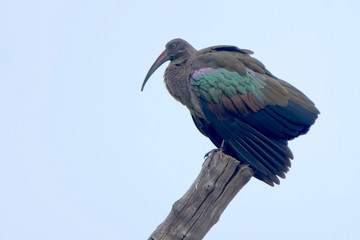 Hadada Ibis (Bosrychia hagedash) perched on a dead tree, Lake Navaisha, Kenya.