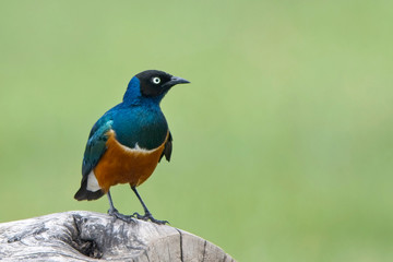 Superb Starling (Lamprotornis superbus) standing on a log at Lake Naivasha, Kenya.