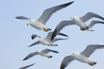 Obraz premium seagulls in flight