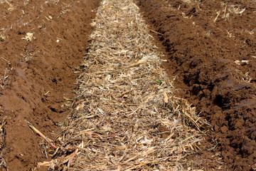 Wide row filled with dry husks and broken corn stalks left in local cornfield after harvest...