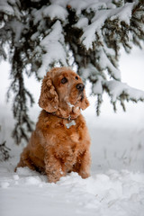 spaniel dog in winter forest